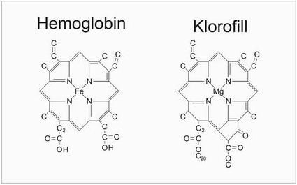 klorofil.jpg